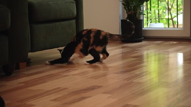 Short haired calico cat walking across a wooden floor inside a home. Natural pet lifestyle scene showing curiosity, confidence, and everyday life with a companion animal