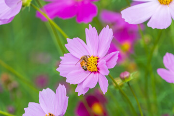 Fototapeta premium Vibrant Pink Cosmos Flower Blooming in Field with Honeybee Collecting Nectar