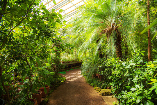 Walking path in the subtropical greenhouse of the Botanical Garden.