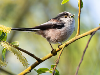 A close up of a Long-tailed Tit which has been banded and which is carrying a mouthful of food © Christopher