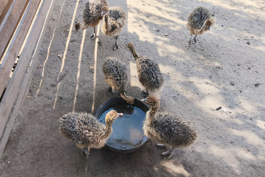 Young ostrich chicks drinking water from a bowl at an ostrich farm on a sunny day. Close-up wildlife and farming scene with adorable baby birds in a natural outdoor environment