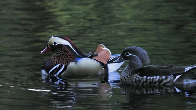 Mandarin duck male and female swimming together in pond. natural sound.
