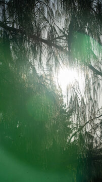Sun flare through casuarina trees on the coast