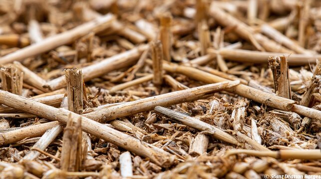 Close-up of dried straw stubble scattered across a field after harvest, showcasing natural agricultural textures and a rustic, earthy ambiance, ideal for backgrounds and organic themes