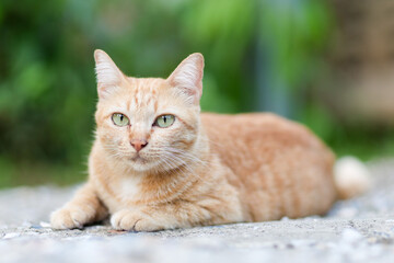 Cute orange stray cat lay on the ground © nateejindakum