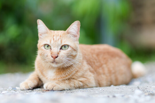 Cute orange stray cat lay on the ground