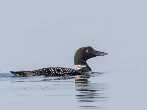 A side on view of a Common Loon in alternate, summer plumage swimming on flat calm water