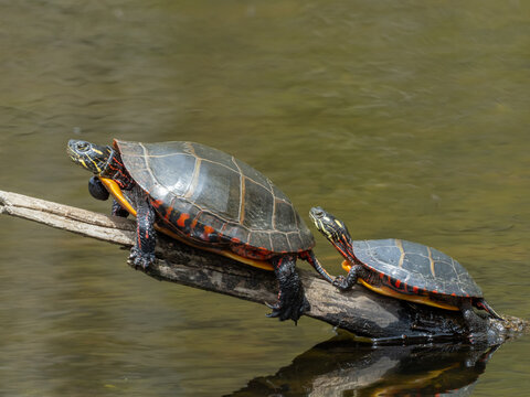 Two Eastern Painted Turtles sunning themselves on a branch protruding from a pond