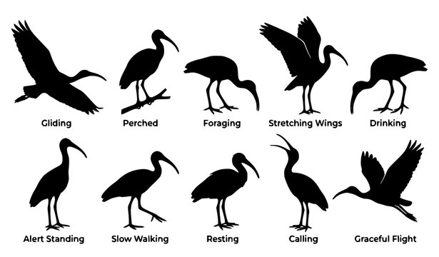 Ibis Bird Silhouette Vector Set Showing Different Poses Including Gliding Perched Foraging Drinking Calling And Flying Isolated On White Background