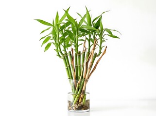 Obraz premium Lucky bamboo plant in a glass vase