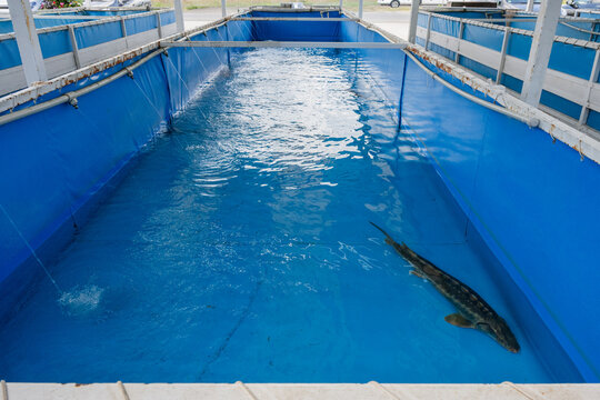 A large sturgeon swims inside a long commercial fish farming pool with blue waterproof lining.