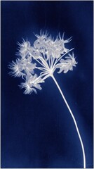 Obraz premium Elegant white floral silhouette on deep blue, perfect for mobile wallpaper.