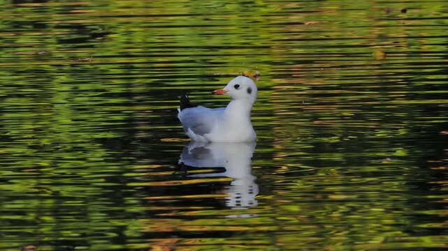 Black headed gull swimming with authentic natural call sound background