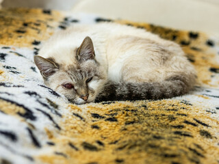 A light-colored tabby point domestic cat curls up to rest on a tiger-patterned fleece blanket, its face showing visibly red and inflamed eyes. © Dmitry
