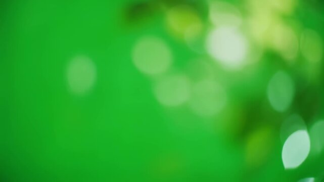 Green bokeh background with gentle leaf movement in natural soft light for organic concepts