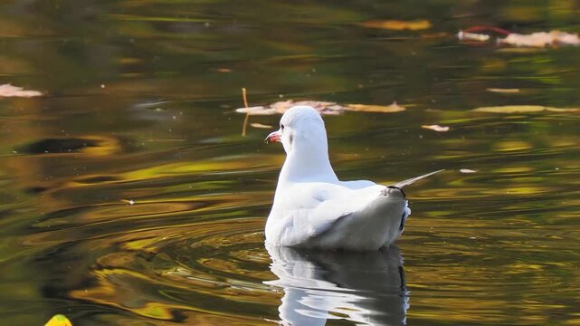 Black headed gull swimming in green reflection pond water background