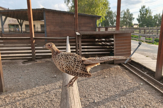 Common pheasant perched on a wooden rail inside an aviary. Detailed closeup of colorful game bird with natural plumage in soft evening light