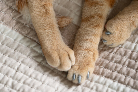 Cat paws with plastic protective cover