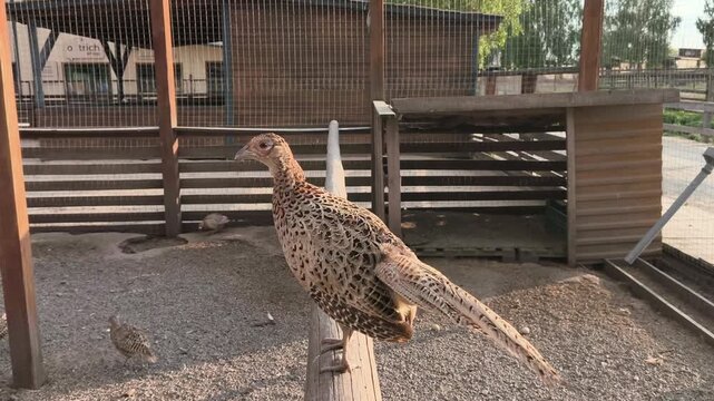 Common pheasant standing on a wooden perch inside an aviary. Detailed side view of a beautiful game bird with patterned feathers in warm natural evening light.