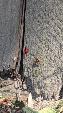 A group of red Pyrrhocoris apterus worms crawling on rough boards and ground covered with dry leaves on a sunny day in a nature park.