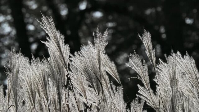 Silver miscanthus grass fluffy plumes moving on dark background