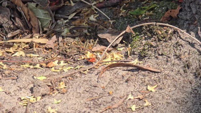 A group of red Pyrrhocoris apterus worms crawling on rough boards and ground covered with dry leaves on a sunny day in a nature park.
