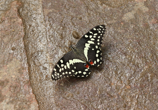 Zitrus-Schwalbenschwanz - Citrus Swallowtail