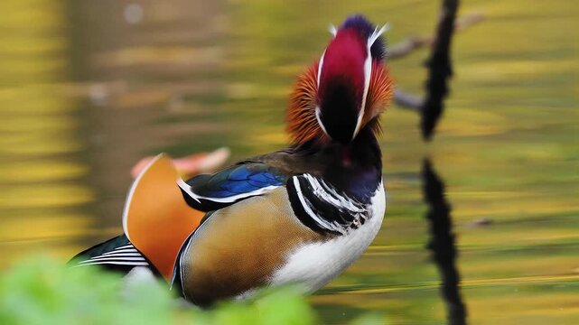 Mandarin duck preening feathers with authentic natural sound background