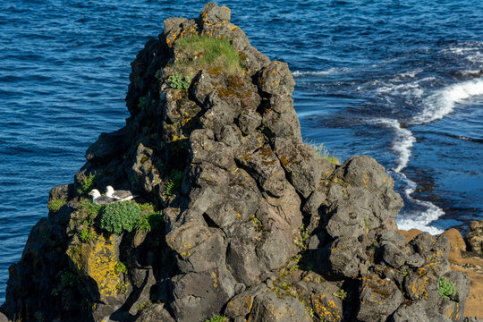 Two seagulls nesting on a mossy volcanic rock cliff by the ocean in Arnarstapi, Iceland.
