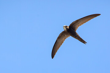 Jerzyk blady (Apus pallidus) w locie na tle błękitnego nieba, Chania, Kreta. © Grzegorz
