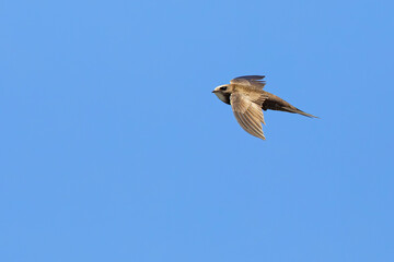 Jerzyk blady (Apus pallidus) w locie na tle błękitnego nieba, Chania, Kreta. © Grzegorz