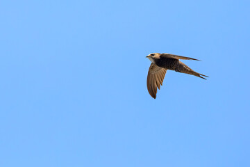 Jerzyk blady (Apus pallidus) w locie na tle błękitnego nieba, Chania, Kreta. © Grzegorz