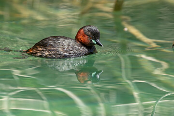 Perkozek zwyczajny (Tachybaptus ruficollis) w szacie godowej pływający w czystej wodzie z odbiciem lustrzanym. © Grzegorz