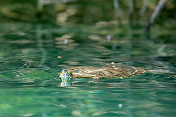 Żółw czerwonolicy (Trachemys scripta elegans) płynący w szmaragdowej wodzie jeziora Kournas na Krecie. © Grzegorz