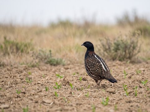 A male black francolin bird standing alert in a grassy field with white spotted plumage photography