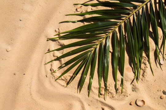 Natural Beach Sand with Green Palm Leaf Border and Shadow Patterns