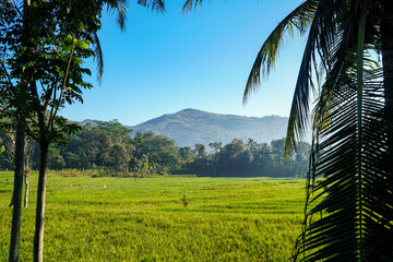 Vibrant green rice field under clear blue sky framed by palm fronds with distant misty mountains creating serene tropical countryside landscape perfect for travel or nature themes. © Pernandi Imanuddin