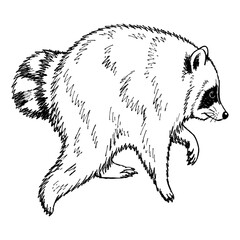 Jimothy Seattle Raccoon © The WYLD Tribe