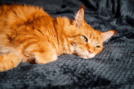 A warm, ginger cat lounges on a plush gray blanket, eyes half-closed in calm contentment. This cozy domestic scene conveys relaxation, home life, and comforting feline beauty.