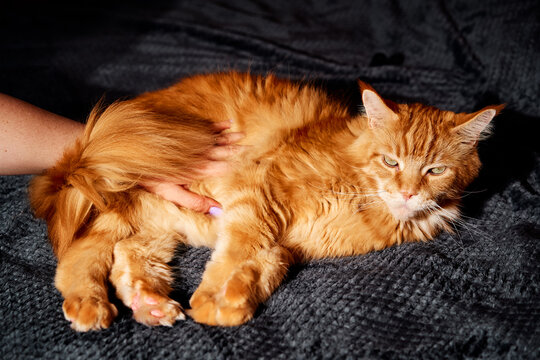 A fluffy orange cat rests comfortably on a dark textured blanket, receiving a gentle stroke from a human hand. The serene moment captures warmth, affection, and homey companionship.