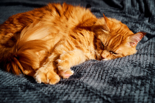 A fluffy orange cat rests on a textured blue blanket, eyes closed in a peaceful nap. The warm lighting highlights its fur, conveying comfort, safety, and homely relaxation.