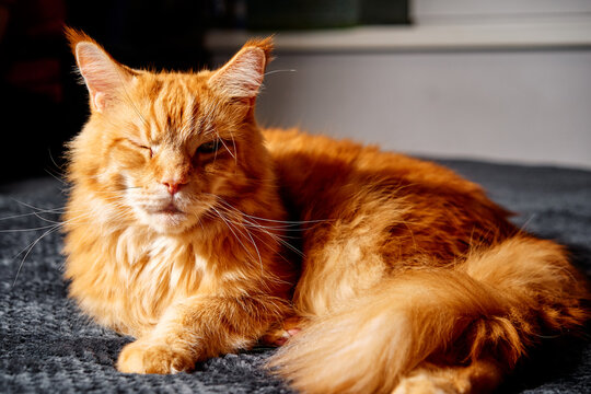 A fluffy orange cat rests comfortably on a soft rug, basking in warm sunlight. Its relaxed pose convey coziness, domestic tranquility, and gentle feline charm perfect for home lifestyle scenes.