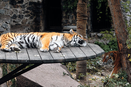 A majestic tiger naps on a round wooden table while a second tiger peeks from behind a tree, creating a quiet, natural scene with rustic backdrop.