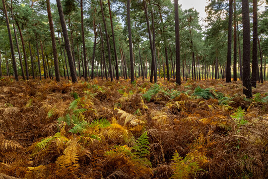 Foug&egrave;res dans un sous-bois de pins sylvestres en automne.. Couleurs jaunes