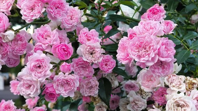 Panning shot from right to left showing a close up view of many small pink rose flowers in full bloom, 4K, slow motion.