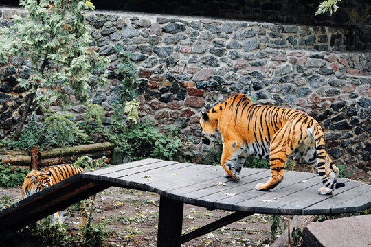 majestic tiger walks across a wooden platform in zoo enclosure, while another tiger rests nearby. stone wall and surrounding greenery create a naturalistic habitat backdrop for visitors and wildlife.