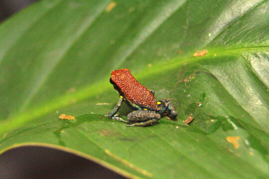 Ruby poison frog (Ameerega parvula) on a leaf in the Cuyabeno Wildlife Reserve, outside of Lago Agrio, Ecuador