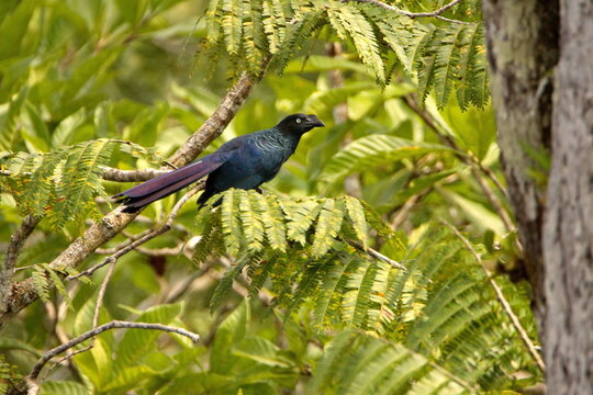 Greater ani (Crotophaga major) perched in a tree in the Cuyabeno Wildlife Reserve, outside of Lago Agrio, Ecuador