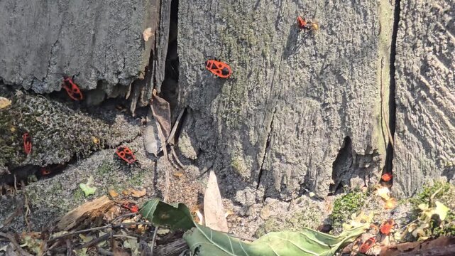 A group of red Pyrrhocoris apterus worms crawling on rough boards and ground covered with dry leaves on a sunny day in a nature park.