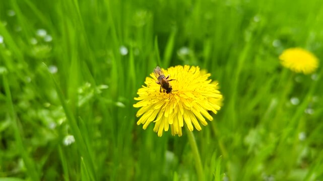 Close-up of a bee collecting pollen on a bright yellow dandelion in green grass